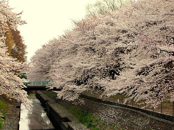 善福寺川桜並木
