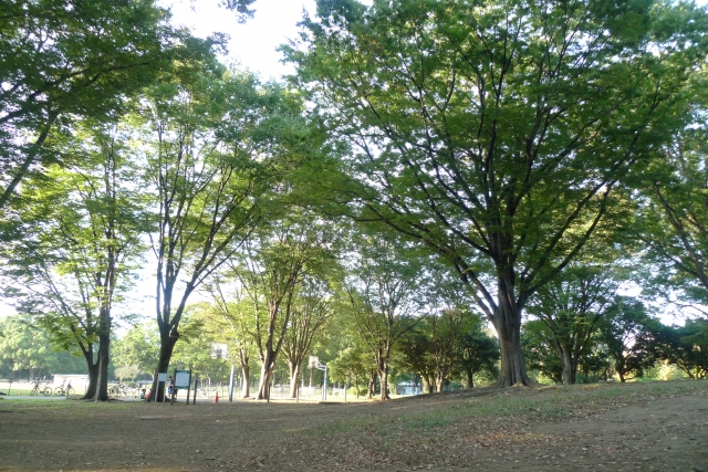 都立赤塚公園内の風景