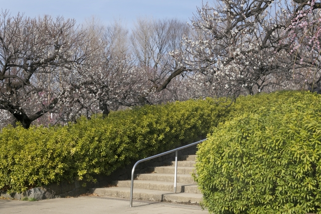 羽根木公園内に咲き誇る梅の木