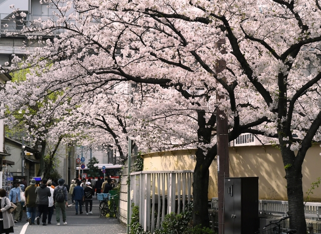 賑わう目黒川の桜並木