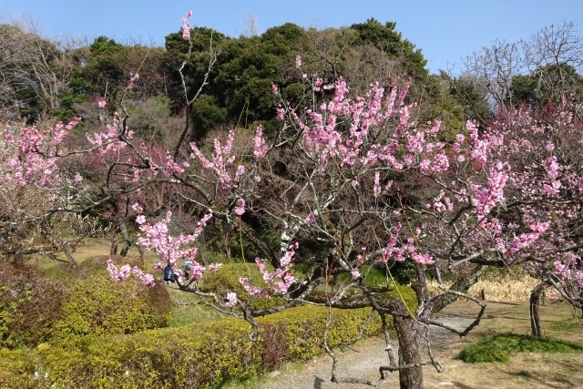 小石川植物園内の風景