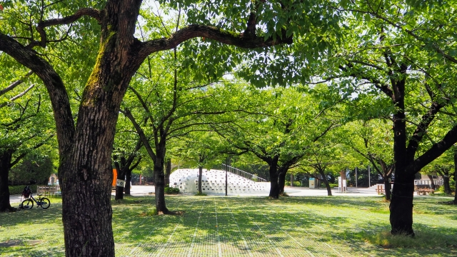 緑豊かな江戸川区立行船公園