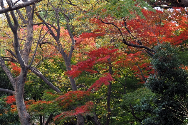 御殿山庭園の紅葉