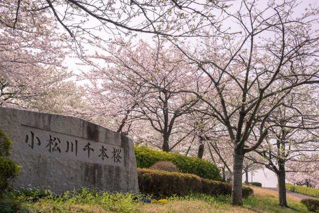 小松川千本桜の桜並木