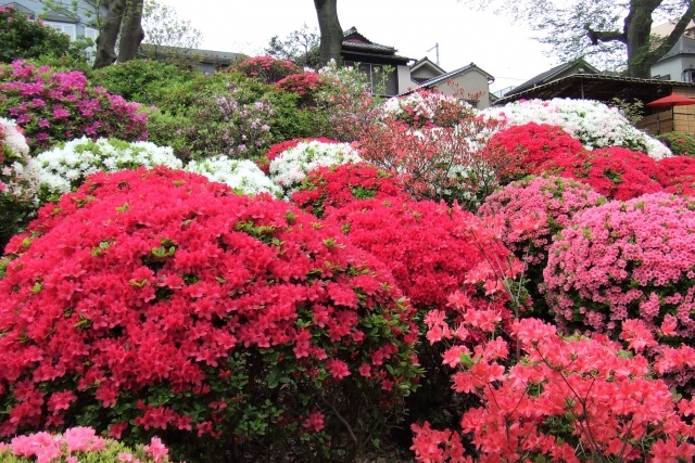 根津神社に咲く色鮮やかなつつじ