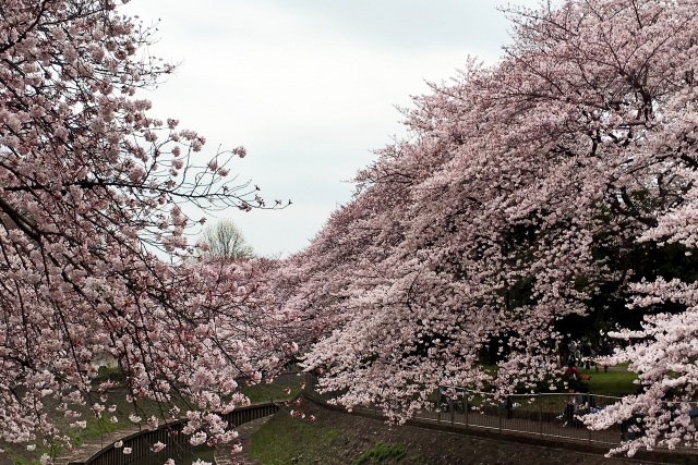 善福寺川沿いの桜並木