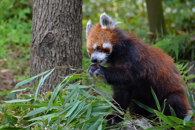江戸川区自然動物園のレッサーパンダ
