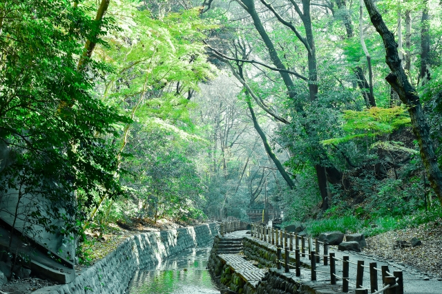 等々力渓谷の風景