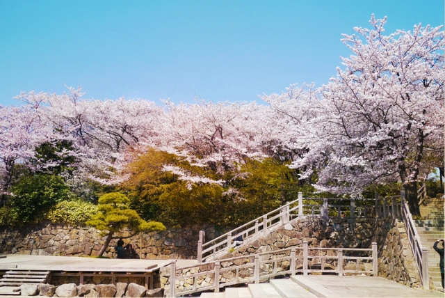 桜満開の飛鳥山公園