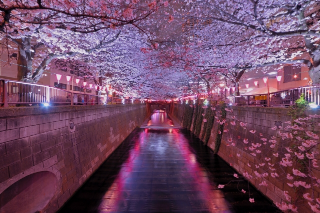 目黒川の夜桜