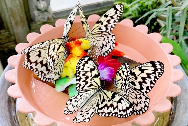 足立区生物園の蝶
