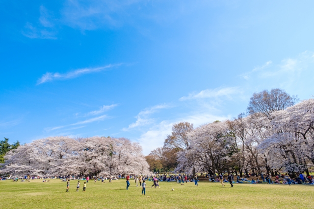 桜が咲き、芝生が広がる砧公園