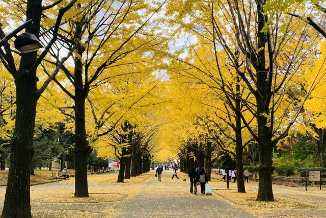 光が丘公園のイチョウ並木
