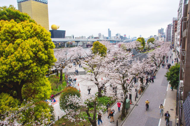 桜が咲き誇る隅田公園