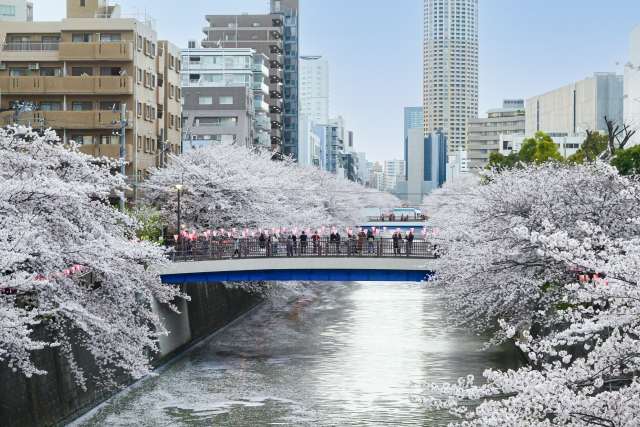 桜咲く目黒川
