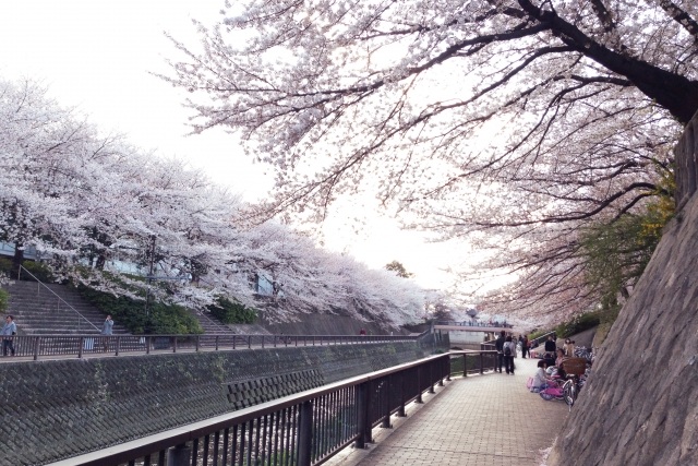 桜の咲く石神井川遊歩道
