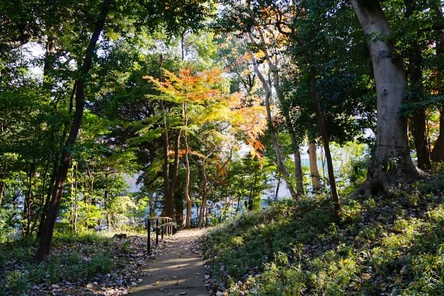 高輪森の公園内の風景