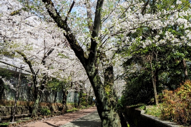 南砂緑道公園の桜並木