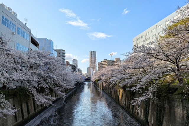 桜並木が綺麗な目黒川