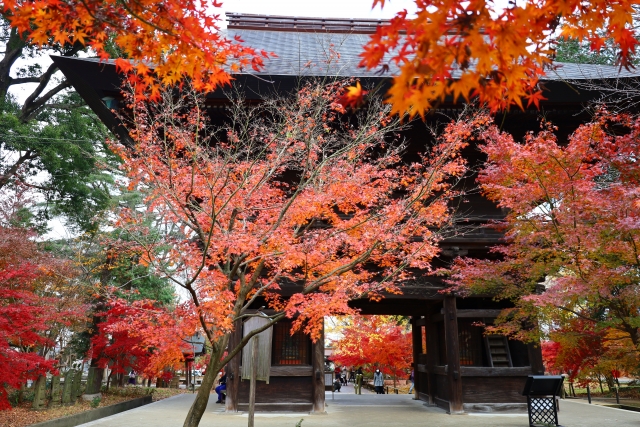 九品仏浄真寺の紅葉風景