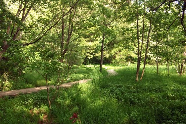 21世紀の森と広場の風景