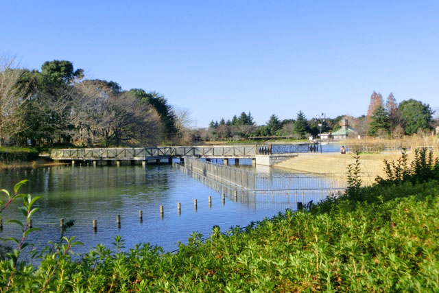 柏の葉公園内の風景