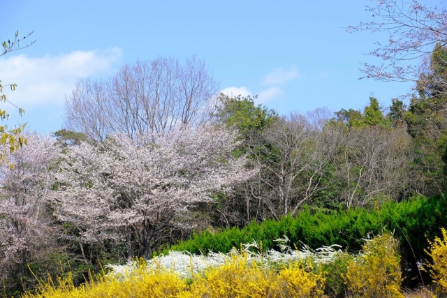花や桜が咲き誇る菊名桜山公園