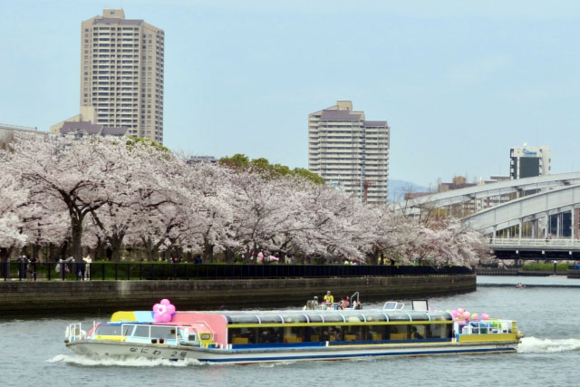桜の咲く毛馬桜之宮公園
