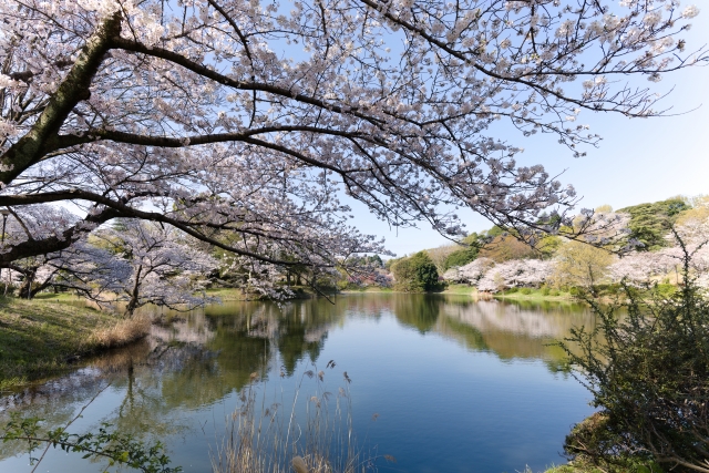神奈川県立三ツ池公園内の風景