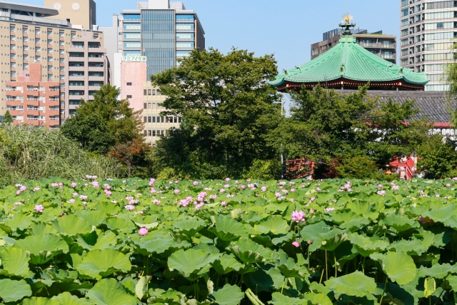 上野恩賜公園の不忍池