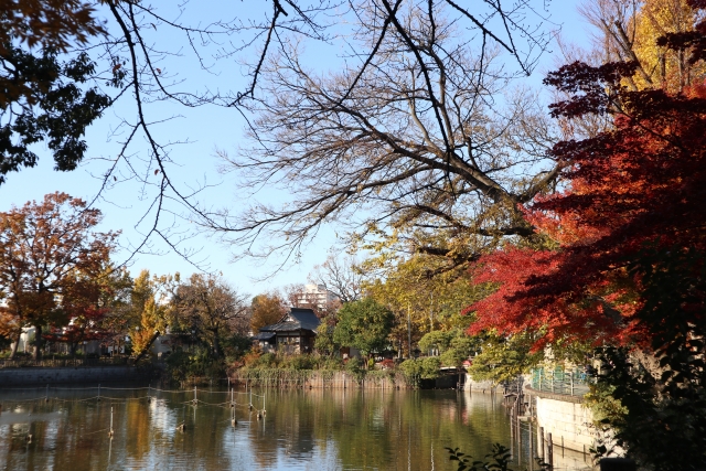 紅葉した碑文谷公園の風景