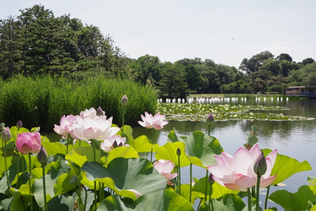 長居植物園内の風景