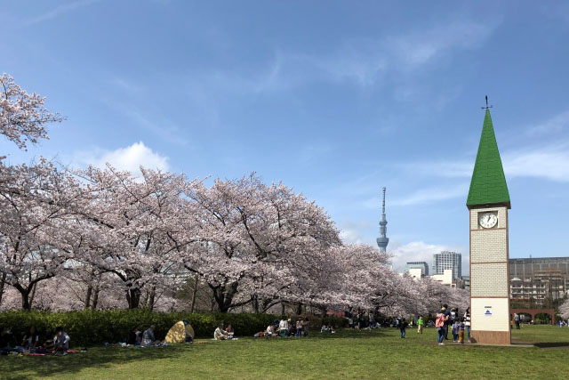 桜の咲く猿江恩賜公園