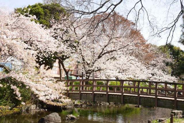 桜の咲く東綾瀬公園