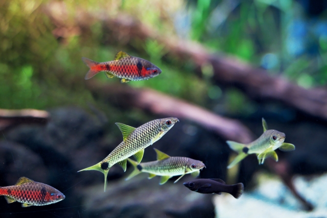 カワスイ 川崎水族館の魚たち