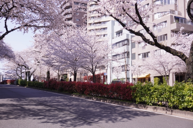 桜が咲き誇る播磨坂の様子