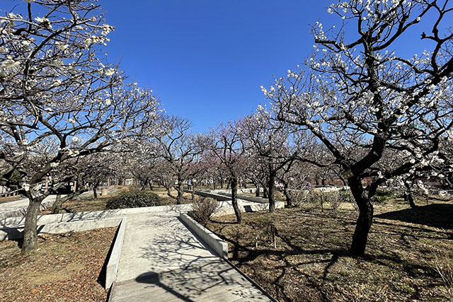 梅の木が広がる大谷田公園