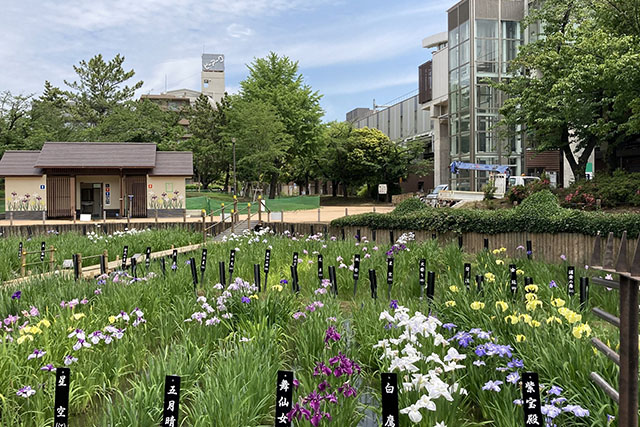 花菖蒲が咲き誇るしょうぶ沼公園
