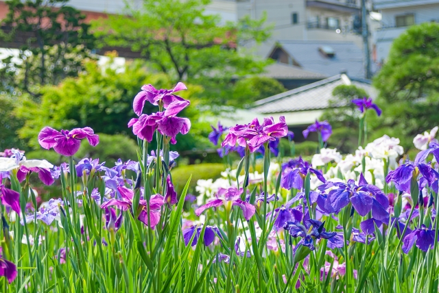 堀切菖蒲園の鮮やかな菖蒲