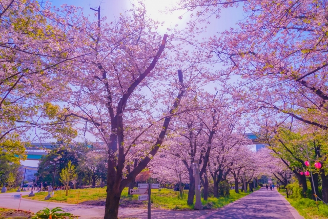 辰巳の森緑道公園桜並木写真